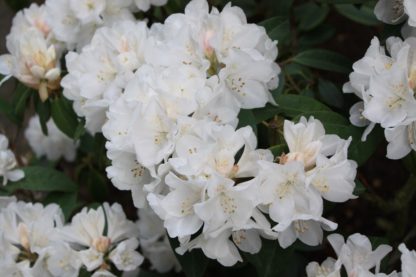 Rhododendron Helene Schiffner