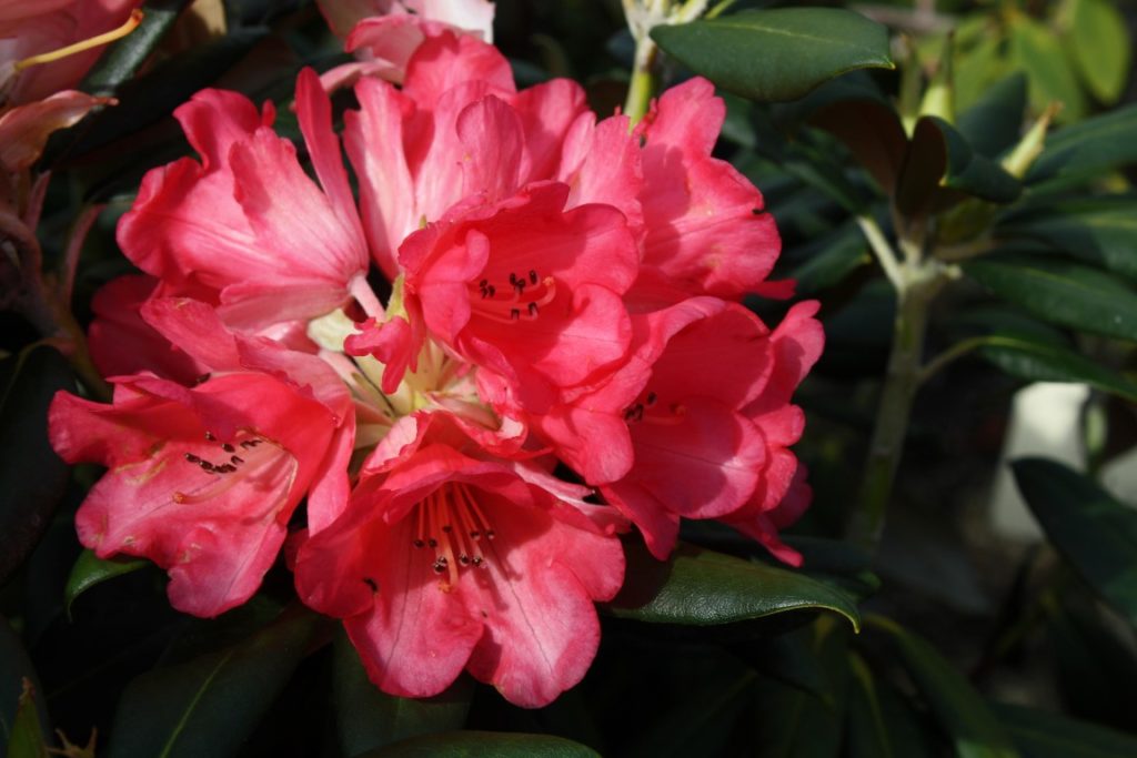 Rhododendron High Society – Kilmarnock Nurseries