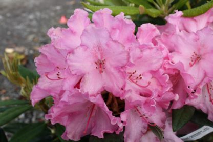 Rhododendron Hydon Dawn