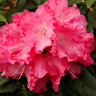 Rhododendron Hydon Hunter