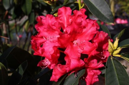 Rhododendron Jean Marie De Montague