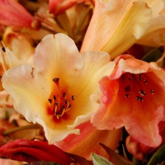 Rhododendron Jingle Bells