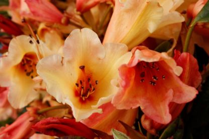 Rhododendron Jingle Bells
