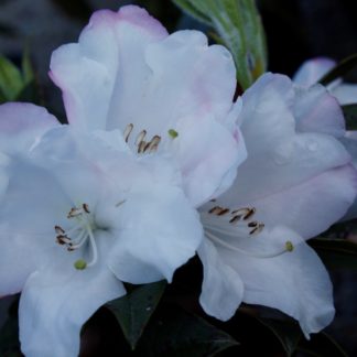Rhododendron John Bull