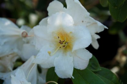 Rhododendron Johnstoneanum Ken Burns