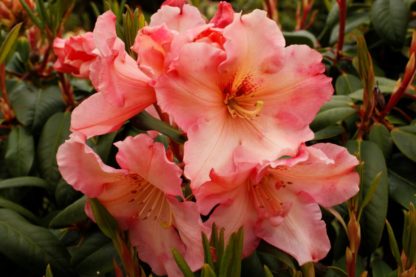 Rhododendron Johns Memory