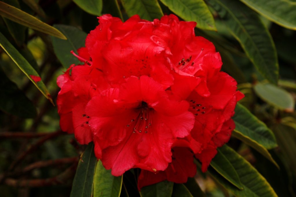 Rhododendron Kaponga Kilmarnock Nurseries