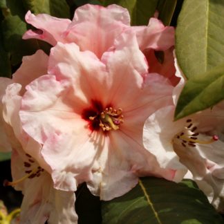 Rhododendron Kiwi Flash