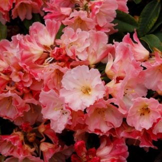 Rhododendron Kiwi Magic