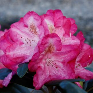 Rhododendron Laurago