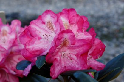 Rhododendron Laurago