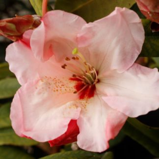 Rhododendron Lems Cameo