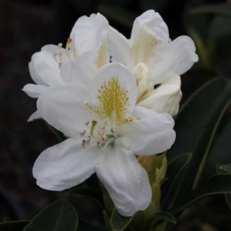 Rhododendron Lemon Ice
