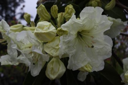 Rhododendron Lemon Lodge
