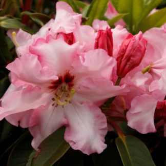 Rhododendron Lyns Memory