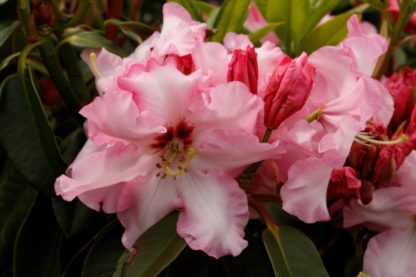 Rhododendron Lyns Memory