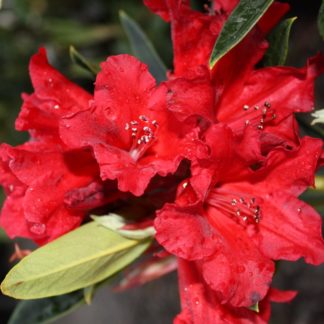 Rhododendron Mandalay