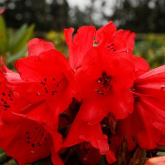 Rhododendron Matador