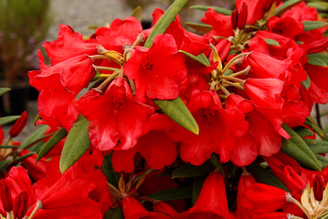 Rhododendron Mayday – Kilmarnock Nurseries