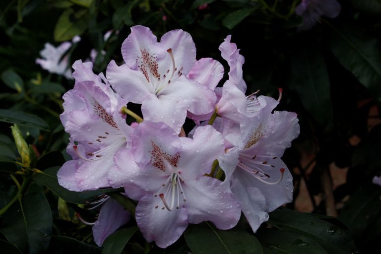 Rhododendron Mrs Charles Pearson – Kilmarnock Nurseries