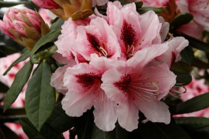 Rhododendron Mrs Gw Leak