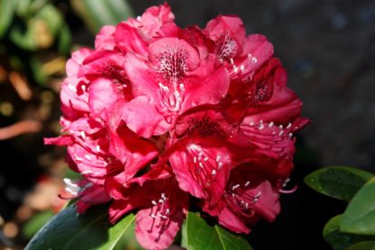 Rhododendron Mrs Jamie Fraser