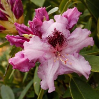 Rhododendron Mt Clearview