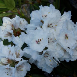 Rhododendron Mt Everest