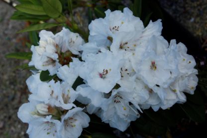 Rhododendron Mt Everest