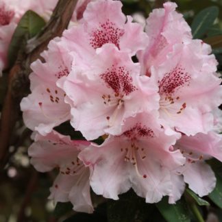 Rhododendron Noble Mountain