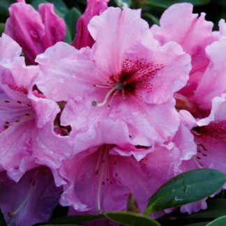 Rhododendron Norrie King