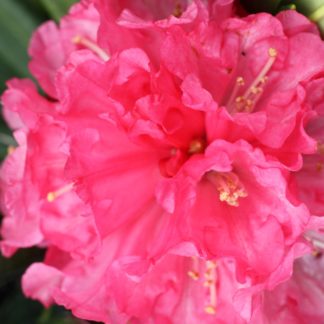 Rhododendron Noyo Brave