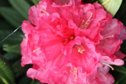 Rhododendron Noyo Brave