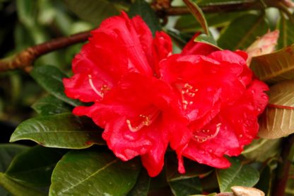 Rhododendron Noyo Chief