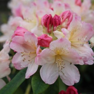 Rhododendron Percy Wiseman