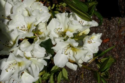 Rhododendron Phyllis Korn