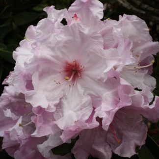Rhododendron Plum Duff