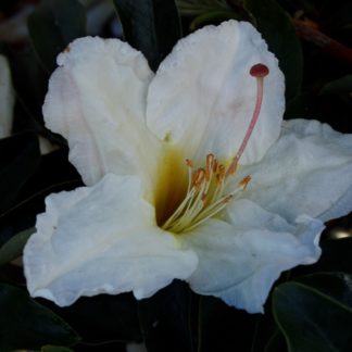 Rhododendron Polyandrum
