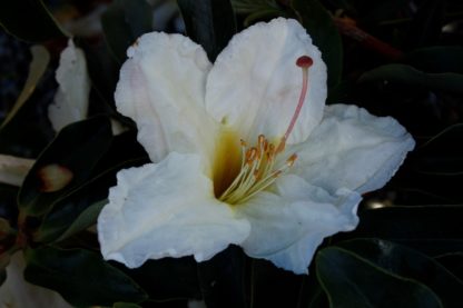 Rhododendron Polyandrum
