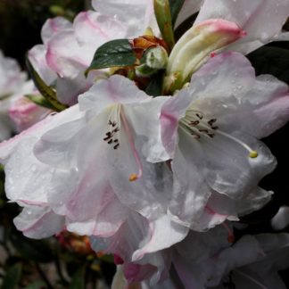 Rhododendron Princess Alice