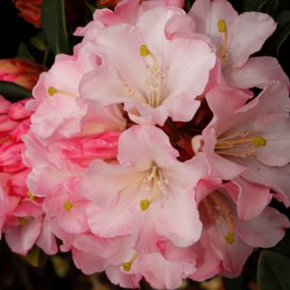 Rhododendron Primary Pink