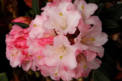 Rhododendron Primary Pink