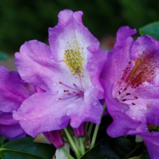 Rhododendron Purple Heart