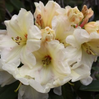 Rhododendron Rockhill Ivory Ruffles