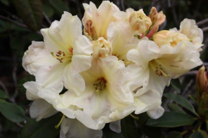 Rhododendron Rockhill Ivory Ruffles