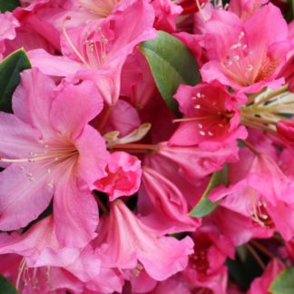Rhododendron Ruth Motley