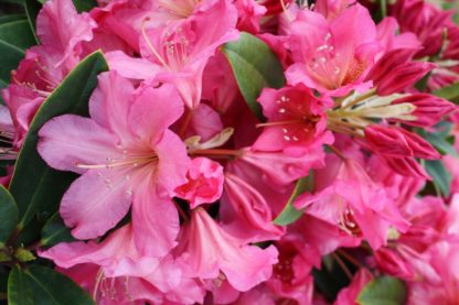 Rhododendron Ruth Motley