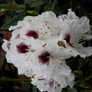 Rhododendron Sappho