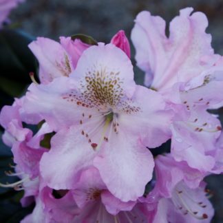 Rhododendron Scintilation