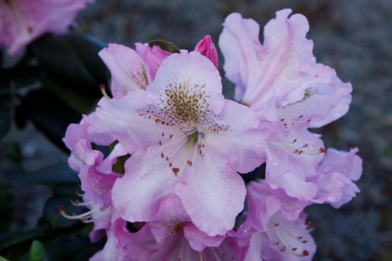 Rhododendron Scintilation – Kilmarnock Nurseries